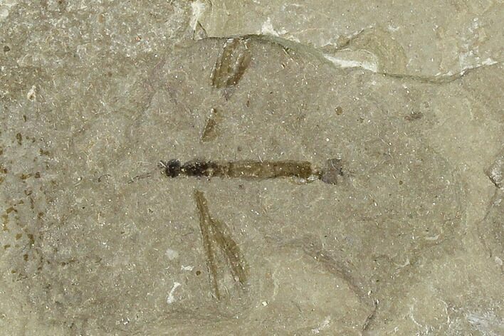 Fossil Cranefly (Tipulidae) - Green River Formation, Utah #111405